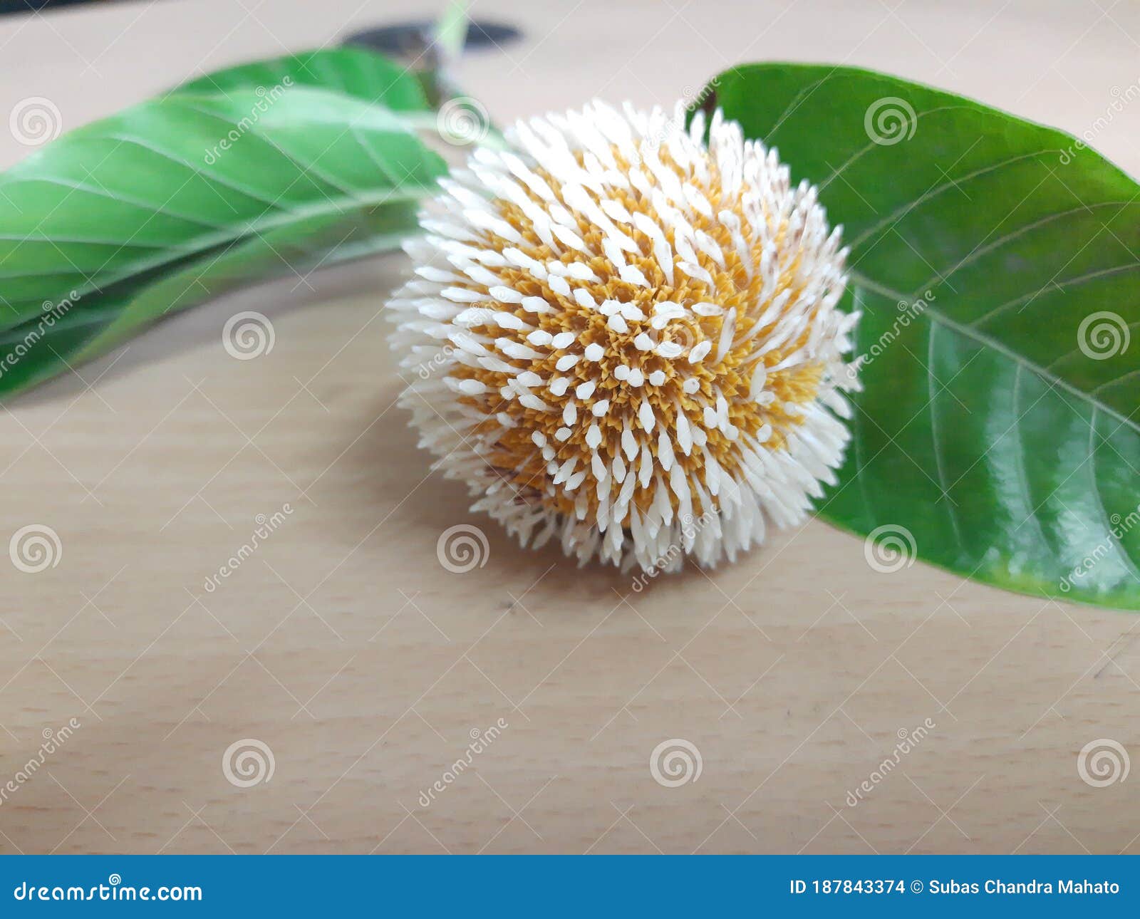 neolamarckia cadamba fruits with leaves.